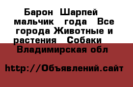 Барон (Шарпей), мальчик 3 года - Все города Животные и растения » Собаки   . Владимирская обл.